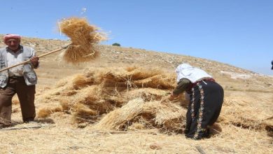 صورة الفلسطينيون يستبشرون بحصاد  الذهب الأصفر